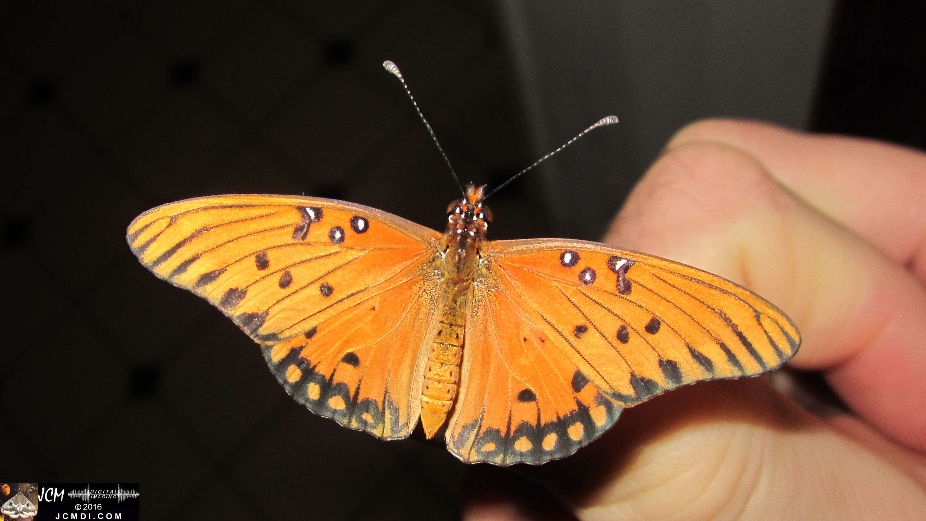 A Gulf Fritillary butterfly being released at the end of the life cycle-rearing documentary project